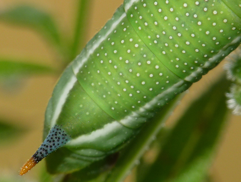 Macroglossum stellatarum